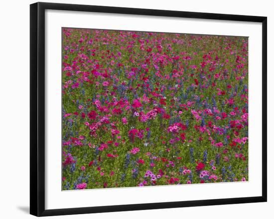 Phlox, Blue Bonnets and Indian Paintbrush Near Brenham, Texas, USA-Darrell Gulin-Framed Photographic Print