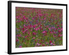 Phlox, Blue Bonnets and Indian Paintbrush Near Brenham, Texas, USA-Darrell Gulin-Framed Photographic Print