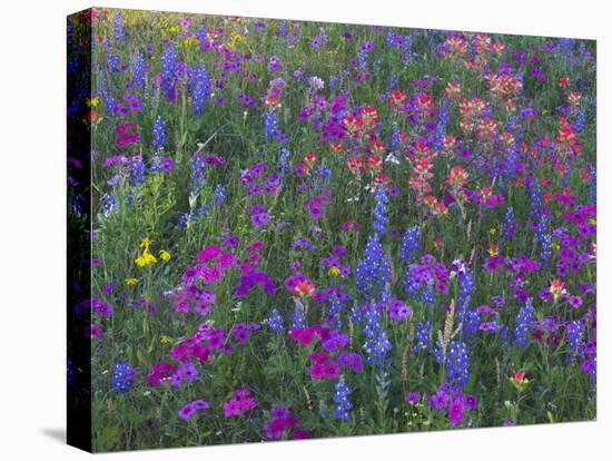 Phlox, Blue Bonnets and Indian Paintbrush Near Brenham, Texas, USA-Darrell Gulin-Stretched Canvas