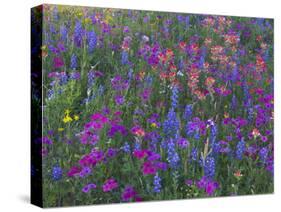 Phlox, Blue Bonnets and Indian Paintbrush Near Brenham, Texas, USA-Darrell Gulin-Stretched Canvas