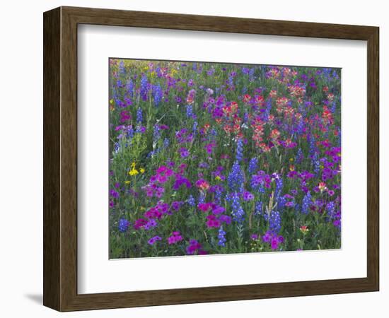 Phlox, Blue Bonnets and Indian Paintbrush Near Brenham, Texas, USA-Darrell Gulin-Framed Photographic Print