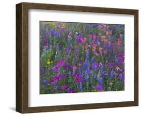 Phlox, Blue Bonnets and Indian Paintbrush Near Brenham, Texas, USA-Darrell Gulin-Framed Photographic Print