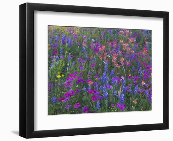 Phlox, Blue Bonnets and Indian Paintbrush Near Brenham, Texas, USA-Darrell Gulin-Framed Photographic Print