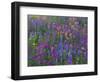 Phlox, Blue Bonnets and Indian Paintbrush Near Brenham, Texas, USA-Darrell Gulin-Framed Photographic Print