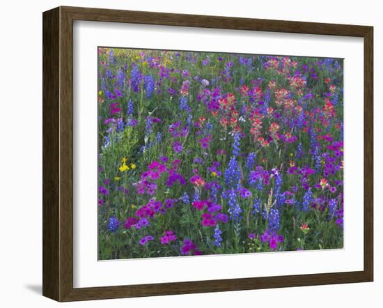 Phlox, Blue Bonnets and Indian Paintbrush Near Brenham, Texas, USA-Darrell Gulin-Framed Photographic Print