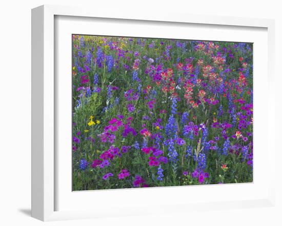 Phlox, Blue Bonnets and Indian Paintbrush Near Brenham, Texas, USA-Darrell Gulin-Framed Photographic Print