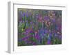 Phlox, Blue Bonnets and Indian Paintbrush Near Brenham, Texas, USA-Darrell Gulin-Framed Photographic Print