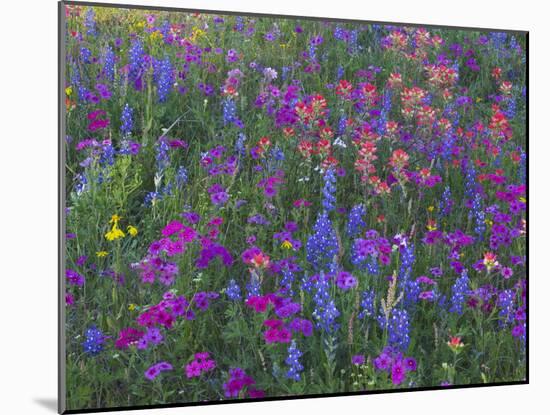 Phlox, Blue Bonnets and Indian Paintbrush Near Brenham, Texas, USA-Darrell Gulin-Mounted Photographic Print