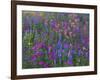 Phlox, Blue Bonnets and Indian Paintbrush Near Brenham, Texas, USA-Darrell Gulin-Framed Photographic Print