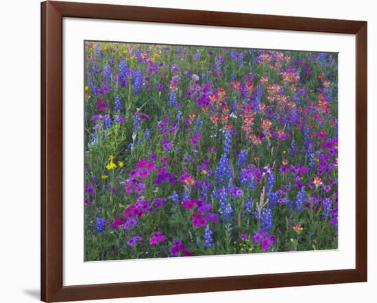 Phlox, Blue Bonnets and Indian Paintbrush Near Brenham, Texas, USA-Darrell Gulin-Framed Photographic Print