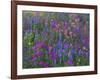 Phlox, Blue Bonnets and Indian Paintbrush Near Brenham, Texas, USA-Darrell Gulin-Framed Photographic Print