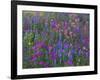 Phlox, Blue Bonnets and Indian Paintbrush Near Brenham, Texas, USA-Darrell Gulin-Framed Photographic Print