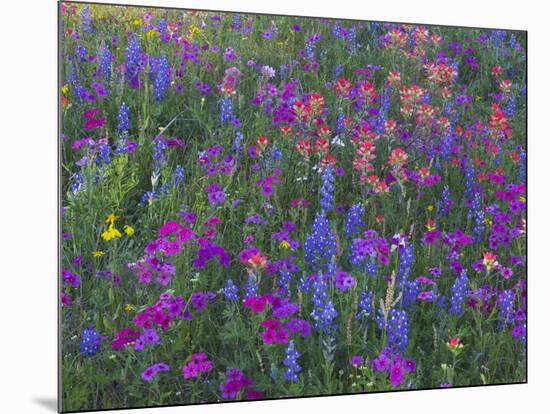 Phlox, Blue Bonnets and Indian Paintbrush Near Brenham, Texas, USA-Darrell Gulin-Mounted Photographic Print