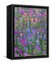 Phlox, Blue Bonnets and Indian Paintbrush Near Brenham, Texas, USA-Darrell Gulin-Framed Stretched Canvas