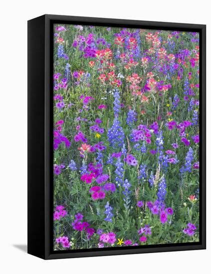 Phlox, Blue Bonnets and Indian Paintbrush Near Brenham, Texas, USA-Darrell Gulin-Framed Stretched Canvas