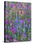 Phlox, Blue Bonnets and Indian Paintbrush Near Brenham, Texas, USA-Darrell Gulin-Stretched Canvas