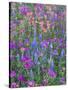 Phlox, Blue Bonnets and Indian Paintbrush Near Brenham, Texas, USA-Darrell Gulin-Stretched Canvas