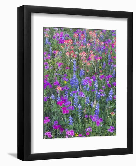 Phlox, Blue Bonnets and Indian Paintbrush Near Brenham, Texas, USA-Darrell Gulin-Framed Premium Photographic Print