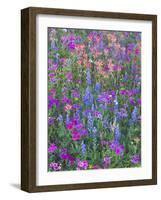 Phlox, Blue Bonnets and Indian Paintbrush Near Brenham, Texas, USA-Darrell Gulin-Framed Photographic Print