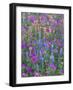 Phlox, Blue Bonnets and Indian Paintbrush Near Brenham, Texas, USA-Darrell Gulin-Framed Photographic Print