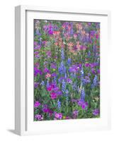 Phlox, Blue Bonnets and Indian Paintbrush Near Brenham, Texas, USA-Darrell Gulin-Framed Photographic Print