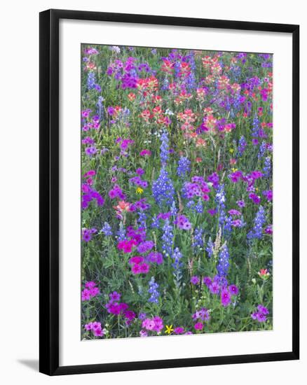 Phlox, Blue Bonnets and Indian Paintbrush Near Brenham, Texas, USA-Darrell Gulin-Framed Photographic Print