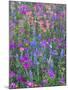 Phlox, Blue Bonnets and Indian Paintbrush Near Brenham, Texas, USA-Darrell Gulin-Mounted Photographic Print