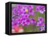 Phlox in Bloom Near Devine, Texas, USA-Darrell Gulin-Framed Stretched Canvas