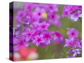 Phlox in Bloom Near Devine, Texas, USA-Darrell Gulin-Stretched Canvas