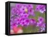 Phlox in Bloom Near Devine, Texas, USA-Darrell Gulin-Framed Stretched Canvas