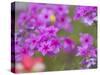 Phlox in Bloom Near Devine, Texas, USA-Darrell Gulin-Stretched Canvas