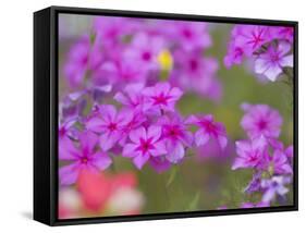 Phlox in Bloom Near Devine, Texas, USA-Darrell Gulin-Framed Stretched Canvas