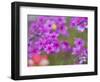 Phlox in Bloom Near Devine, Texas, USA-Darrell Gulin-Framed Photographic Print