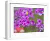 Phlox in Bloom Near Devine, Texas, USA-Darrell Gulin-Framed Photographic Print