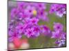 Phlox in Bloom Near Devine, Texas, USA-Darrell Gulin-Mounted Photographic Print