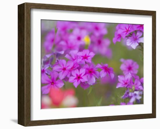 Phlox in Bloom Near Devine, Texas, USA-Darrell Gulin-Framed Photographic Print