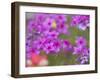 Phlox in Bloom Near Devine, Texas, USA-Darrell Gulin-Framed Photographic Print