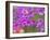 Phlox in Bloom Near Devine, Texas, USA-Darrell Gulin-Framed Photographic Print