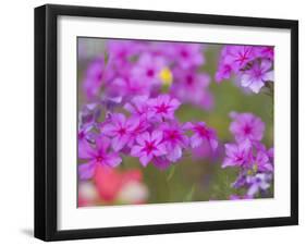 Phlox in Bloom Near Devine, Texas, USA-Darrell Gulin-Framed Photographic Print