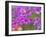 Phlox in Bloom Near Devine, Texas, USA-Darrell Gulin-Framed Photographic Print