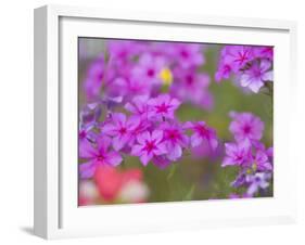 Phlox in Bloom Near Devine, Texas, USA-Darrell Gulin-Framed Photographic Print