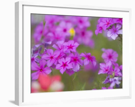 Phlox in Bloom Near Devine, Texas, USA-Darrell Gulin-Framed Photographic Print