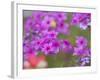 Phlox in Bloom Near Devine, Texas, USA-Darrell Gulin-Framed Photographic Print