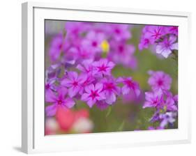 Phlox in Bloom Near Devine, Texas, USA-Darrell Gulin-Framed Photographic Print