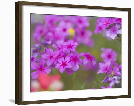 Phlox in Bloom Near Devine, Texas, USA-Darrell Gulin-Framed Photographic Print