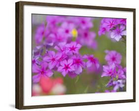 Phlox in Bloom Near Devine, Texas, USA-Darrell Gulin-Framed Photographic Print