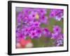 Phlox in Bloom Near Devine, Texas, USA-Darrell Gulin-Framed Photographic Print