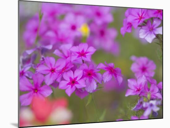 Phlox in Bloom Near Devine, Texas, USA-Darrell Gulin-Mounted Photographic Print