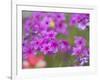 Phlox in Bloom Near Devine, Texas, USA-Darrell Gulin-Framed Photographic Print