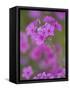 Phlox in Bloom Near Devine, Texas, USA-Darrell Gulin-Framed Stretched Canvas